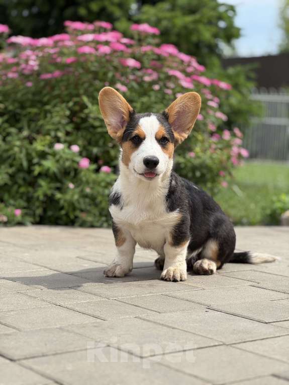 Собаки в Москве: Корги щенок  Мальчик, Бесплатно - фото 2