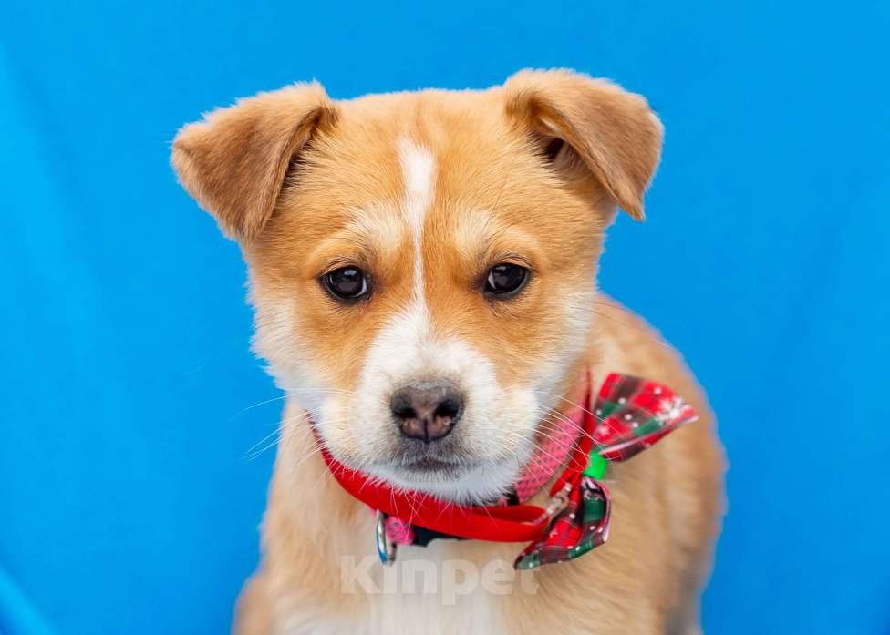 Собаки в других городах Московской области: Щенок Бетти в добрые руки Девочка, Бесплатно - фото 7