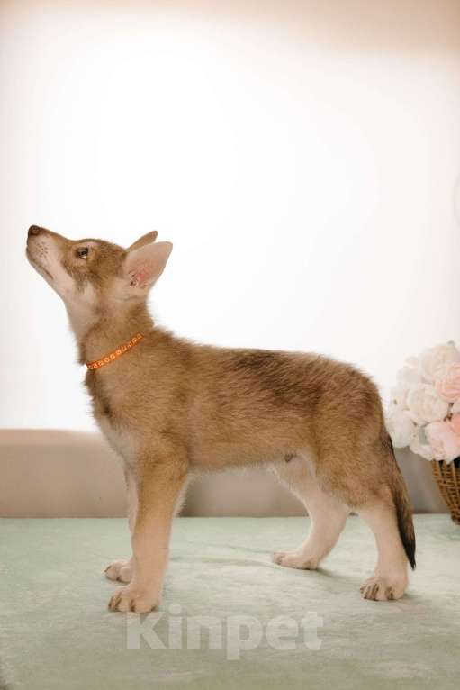 Собаки в Санкт-Петербурге: Ренгоку волчья собака Саарлоса Мальчик, 180 000 руб. - фото 2