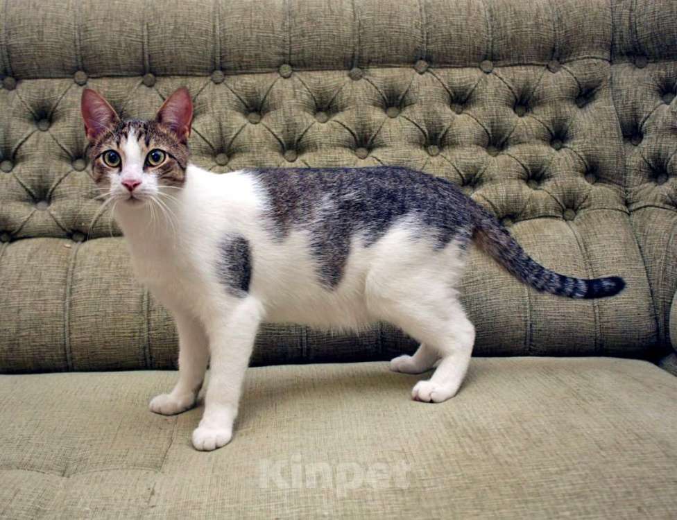 Кошки в Санкт-Петербурге: Котенок-подросток Рублик очень хочет стать домашним Мальчик, Бесплатно - фото 6