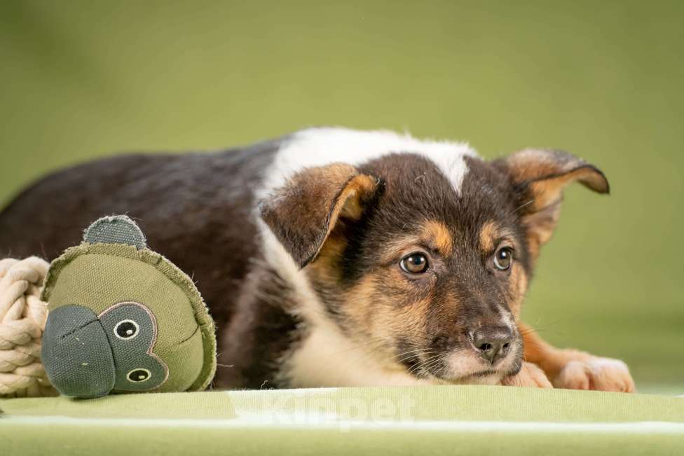 Собаки в Клине: Кокос - ласковый щенок Мальчик, Бесплатно - фото 5