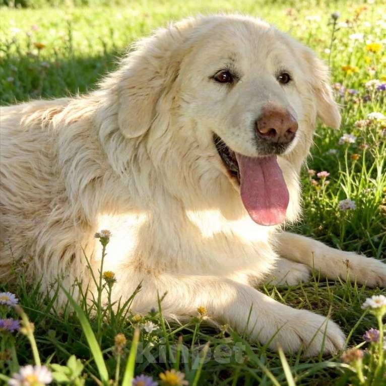 Собаки в Москве: Белка ищет дом и семью Девочка, Бесплатно - фото 4