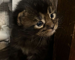 Кошки в Твери: мейн кун котята Мальчик, 40 000 руб. - фото 2