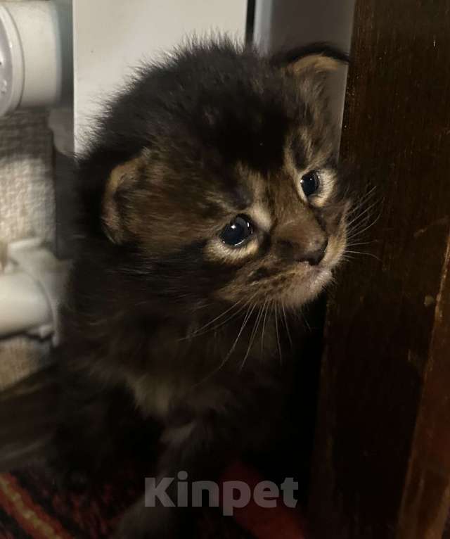 Кошки в Твери: мейн кун котята Мальчик, 40 000 руб. - фото 2