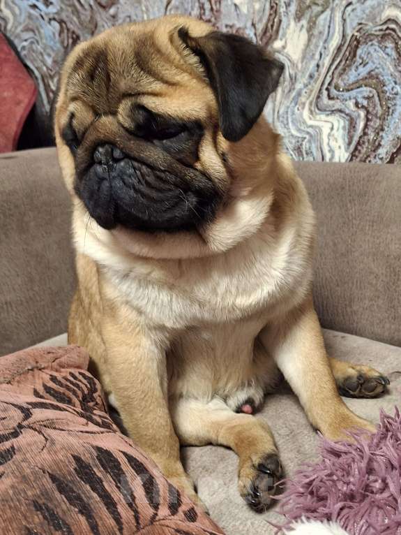 Собаки в Балаково: Вязка Мальчик, 7 000 руб. - фото 3