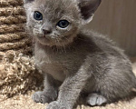 Кошки в Сургуте: бурманские котята Мальчик, 45 000 руб. - фото 1