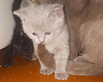 Кошки в Кстово: Британские котята, 1 000 руб. - фото 3