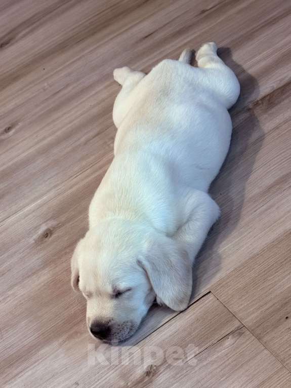 Собаки в Ишимбае: Лабрадор  Девочка, 37 000 руб. - фото 2