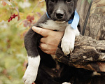 Собаки в Рыбном: Щенок в добрые руки Мальчик, Бесплатно - фото 4