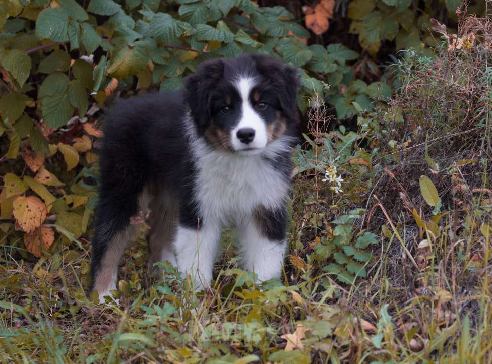 Собаки в Казани: Щеночки австралийской овчарки Мальчик, 50 000 руб. - фото 4