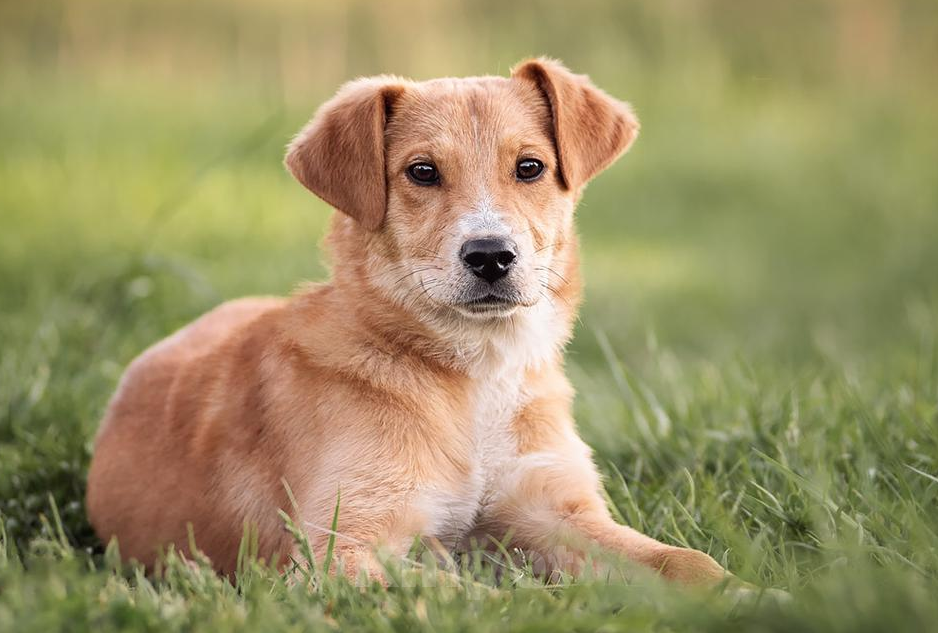 Собаки в других городах Московской области: Щенок в добрые руки Мальчик, Бесплатно - фото 3