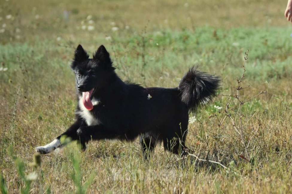 Собаки в Москве: Ненецкая оленегонная лайка. Кобель Чингисхан.  Мальчик, 30 000 руб. - фото 4