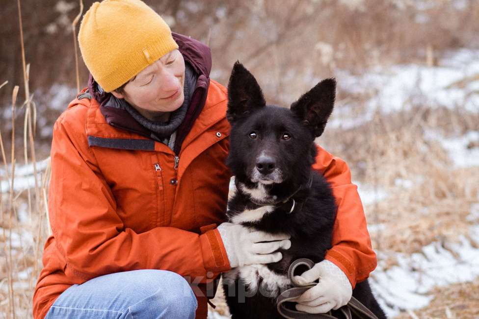 Собаки в Москве: Метис овчарки и лайки Мальчик, Бесплатно - фото 7