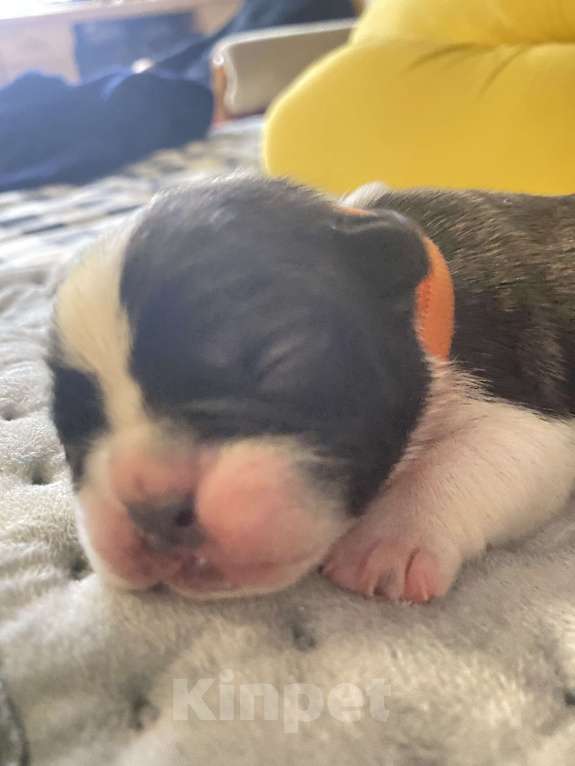 Собаки в Костроме: Щенок французского бульдога  Девочка, 35 000 руб. - фото 8