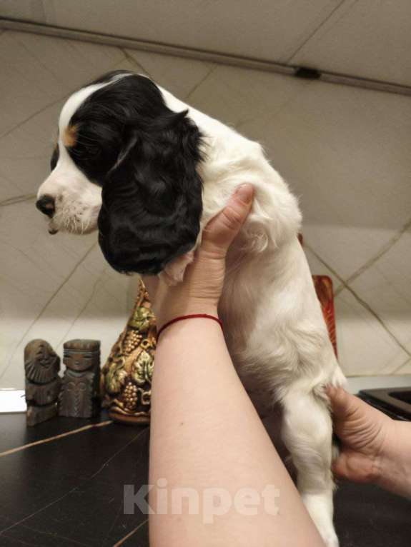 Собаки в Москве: Щенки русского охотничьего спаниеля Мальчик, 25 000 руб. - фото 9