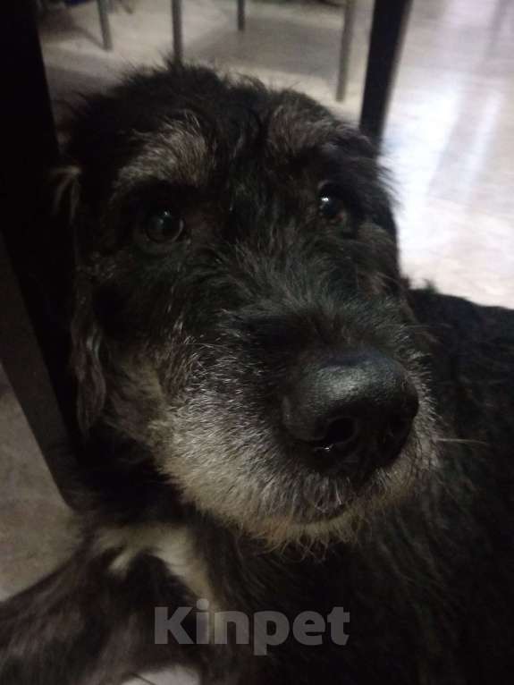 Собаки в Ростове-на-Дону: Найден метис дратхаара Мальчик, Бесплатно - фото 6