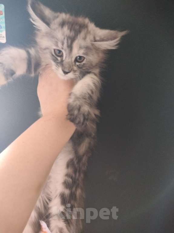 Кошки в Санкт-Петербурге: Клэр  Девочка, 30 000 руб. - фото 3