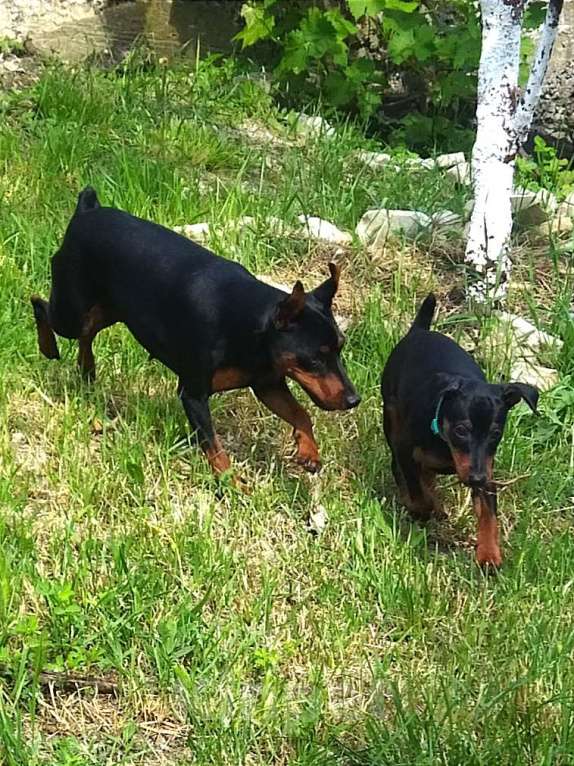 Собаки в Геленджике: Щенки цвергпинчера Мальчик, 50 000 руб. - фото 9