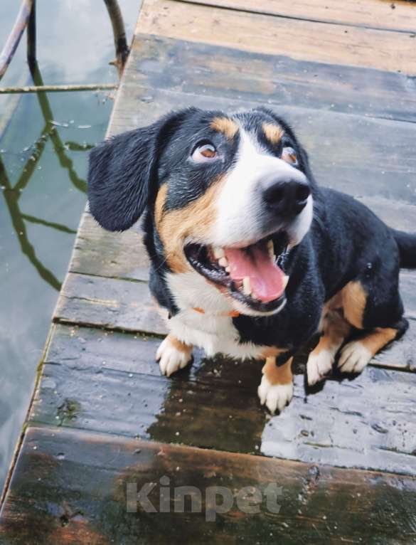 Собаки в Москве: Вязка кобеля Мальчик, Бесплатно - фото 3