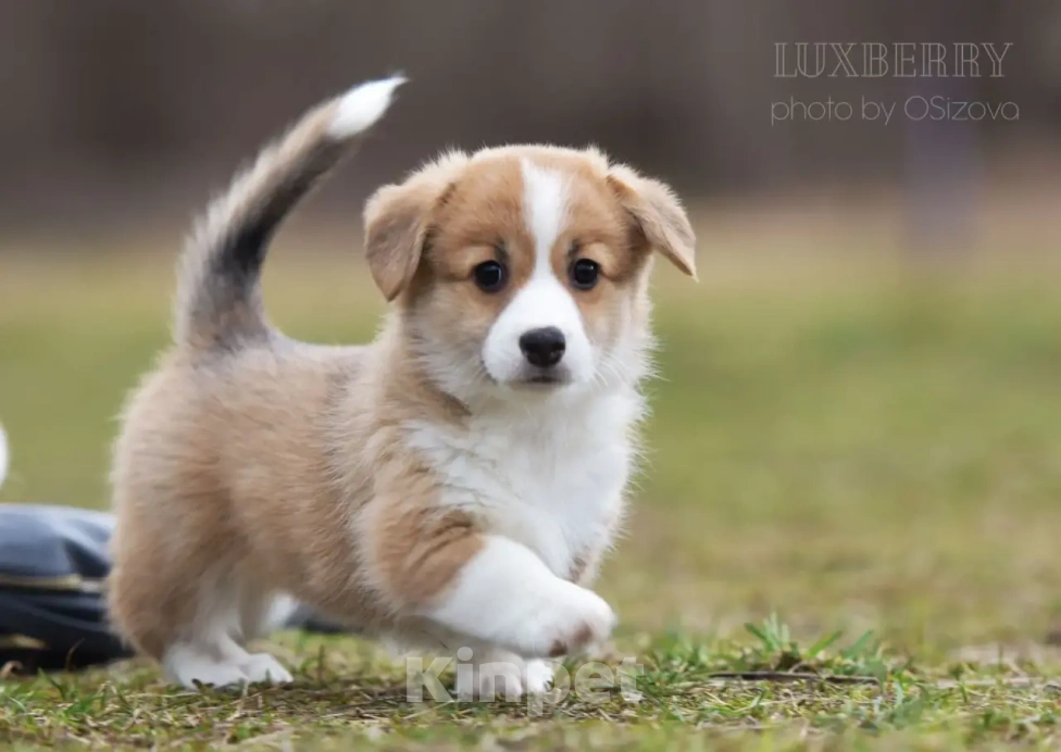 Собаки в Санкт-Петербурге: Вельш корги Пемброк Девочка, Бесплатно - фото 3
