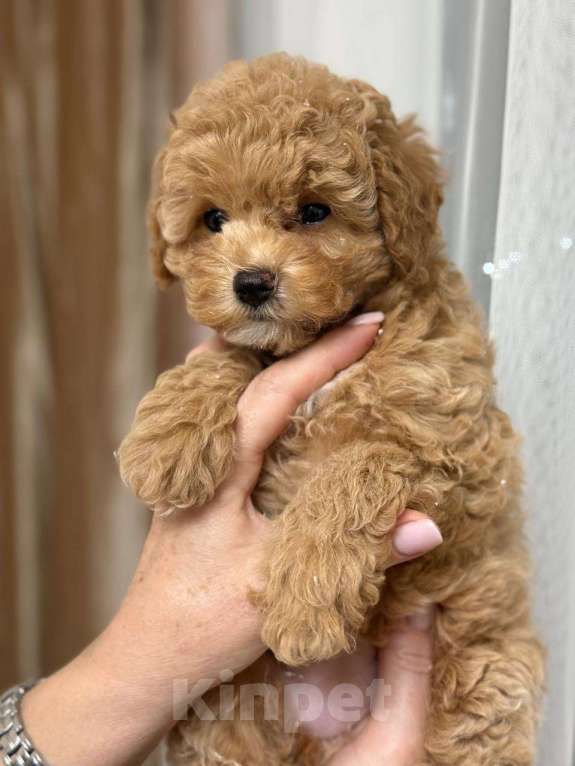 Собаки в Сочи: Щенок мини мальтипу девочка Девочка, 120 000 руб. - фото 4