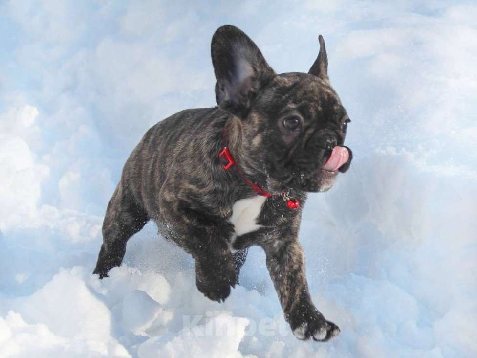 Собаки в Брянске: Французский бульдог девочка Девочка, 45 000 руб. - фото 5