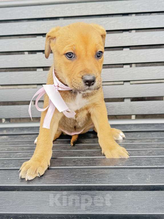 Собаки в других городах Калининградской области: Волга Девочка, Бесплатно - фото 2