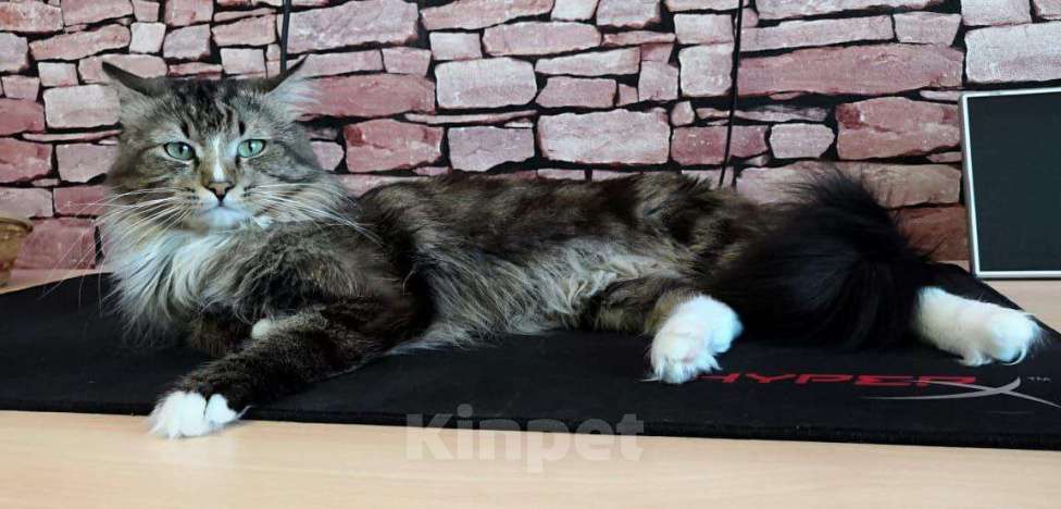 Кошки в Петропавловске-Камчатском: Кот нуждается в надежных руках. Мальчик, Бесплатно - фото 2