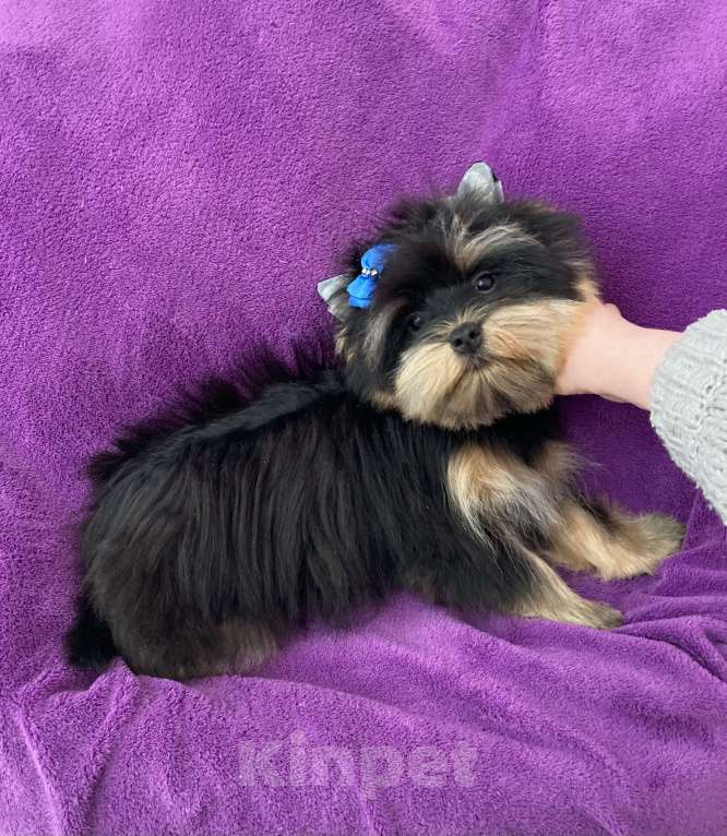 Собаки в Москве: Яркий йорк мальчик стандарт бэби фейс Мальчик, 39 000 руб. - фото 2