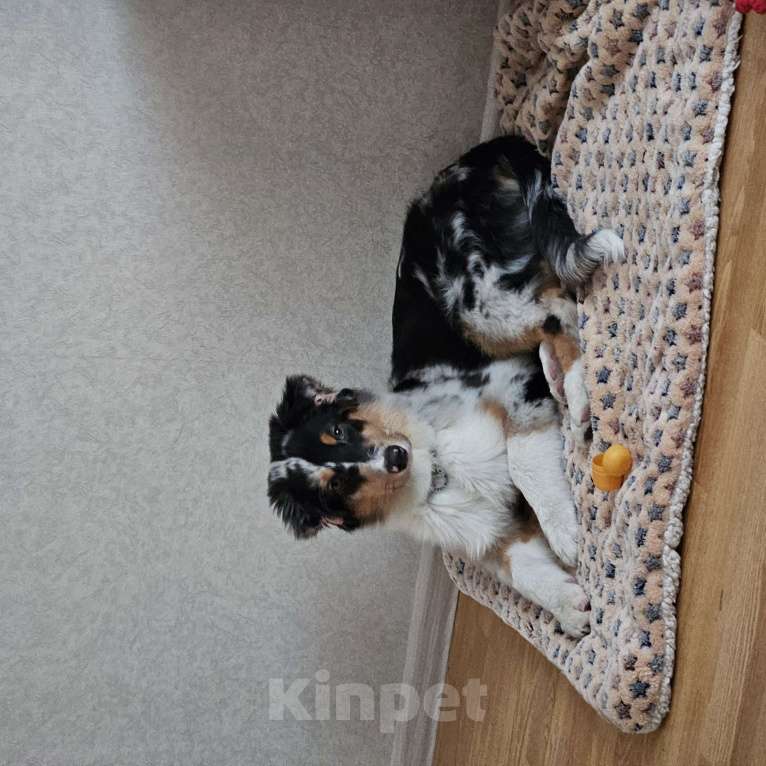 Собаки в Омске: австралийская овчарка, щенок Мальчик, 40 000 руб. - фото 2