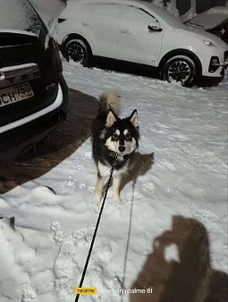 Отдам любимого