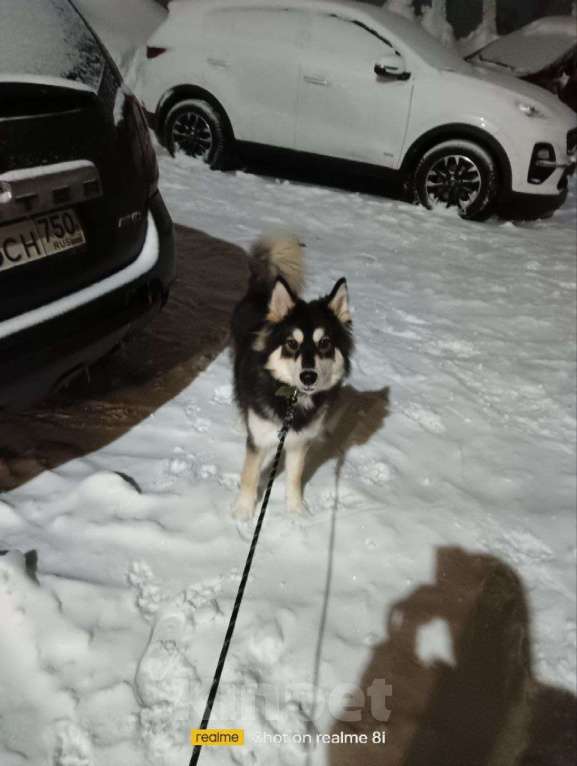 Собаки в Нижнем Новгороде: Отдам любимого Мальчик, Бесплатно - фото 1