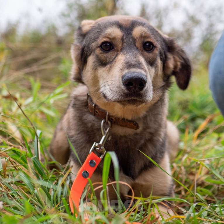 Собаки в Москве: Бьюти Девочка, Бесплатно - фото 2