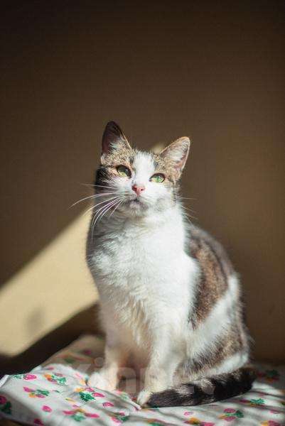 Кошки в Москве: Очаровательная Ария ищет дом.  Девочка, Бесплатно - фото 2