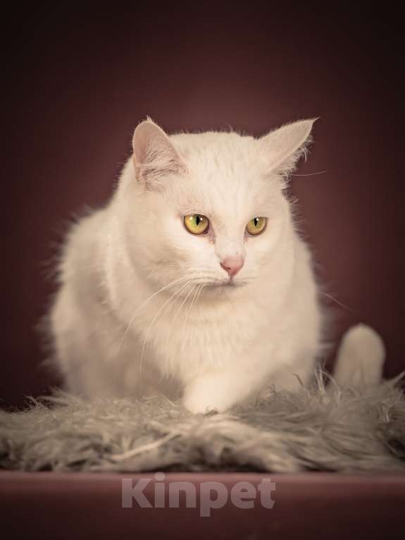 Кошки в Клине: Кассиопея — изящная кошечка, точно фарфоровая статуэтка Девочка, Бесплатно - фото 6