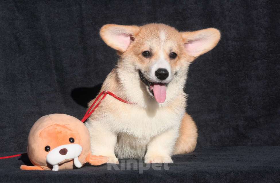 Собаки в Москве: Щенки вельш корги. Девочка, 65 000 руб. - фото 3