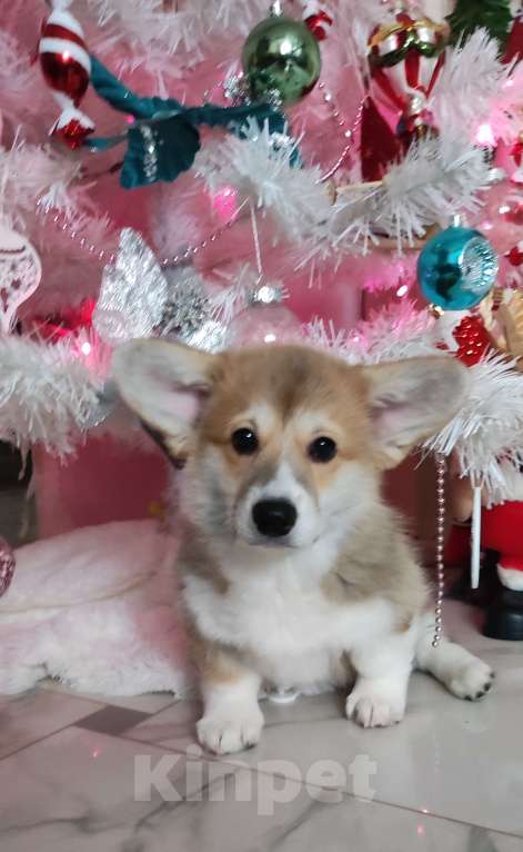 Собаки в Санкт-Петербурге: Корги пемброк девочка  Девочка, 80 000 руб. - фото 6