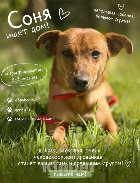 Собаки в других городах Краснодарского края: Сонечка, пусть мама увидит,пусть мама найдёт Девочка, 99 руб. - фото 1