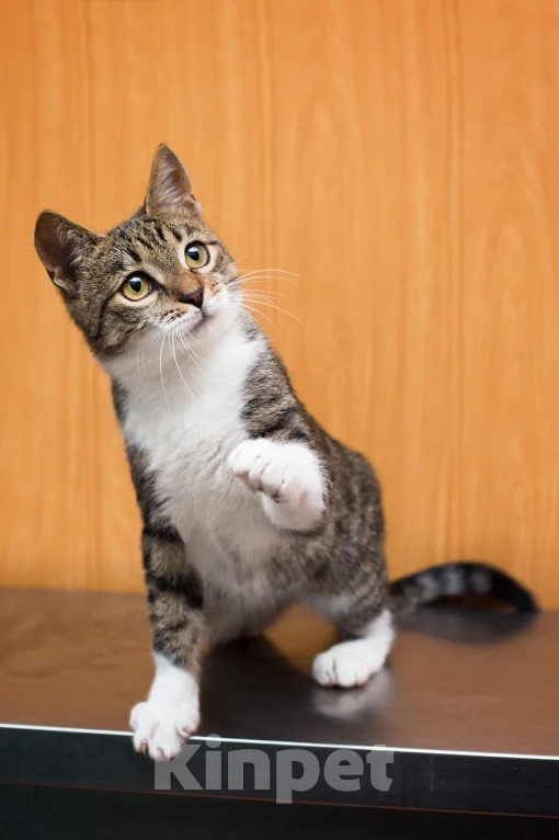 Кошки в Москве: Ласковый котенок Василек в добрые руки Мальчик, Бесплатно - фото 1