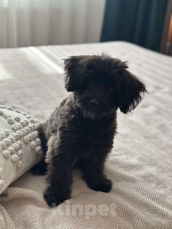 Собаки в Санкт-Петербурге: Продам в добрые руки Мальчик, 35 000 руб. - фото 2