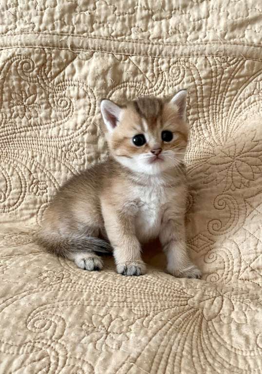 Кошки в Санкт-Петербурге: золотые шиншилы Девочка, 50 000 руб. - фото 3