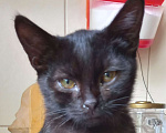 Кошки в Москве: Чёрный котенок Мальчик, 1 руб. - фото 1