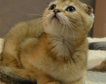 Кошки в Клине: Котята, 10 000 руб. - фото 3