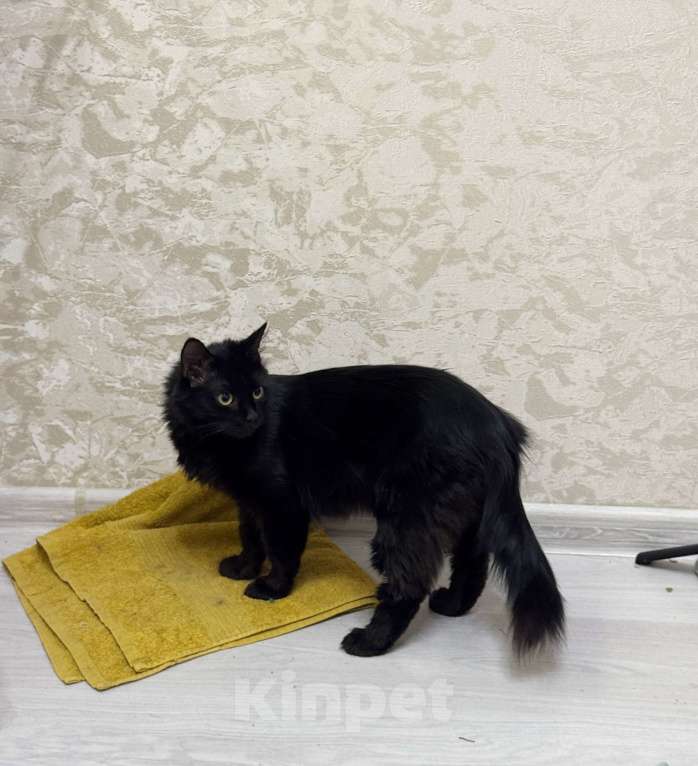 Кошки в Москве: Лилька - кошка, которая выжила Девочка, Бесплатно - фото 6