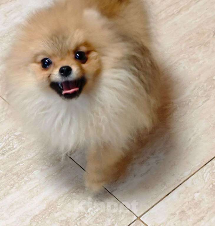 Собаки в Раменском: Девочка шпица Девочка, 20 000 руб. - фото 2