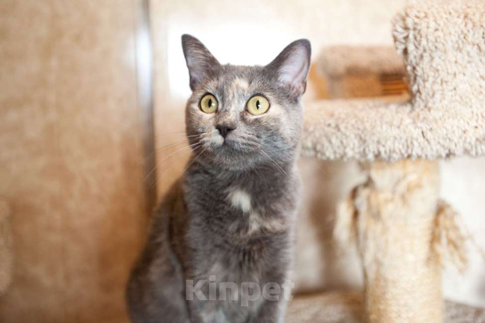 Кошки в Москве: Кошка голубо-кремового окраса в добрые руки  Девочка, Бесплатно - фото 4