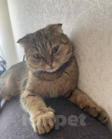 Кошки в Уфе: Отдаю бесплатно породистую кошку, может кому-то нужна будет для разведения  Девочка, Бесплатно - фото 3