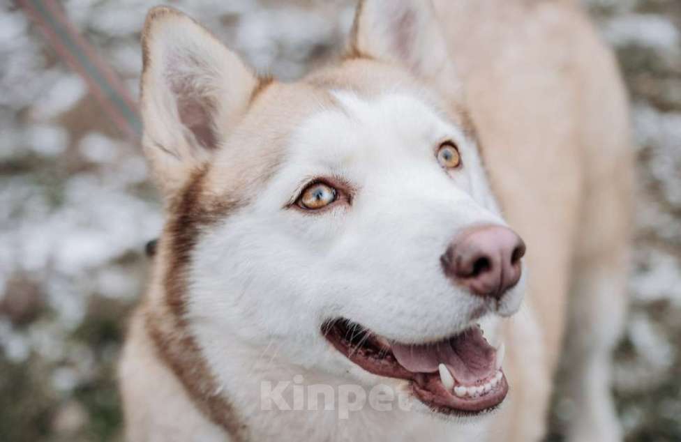 Собаки в Домодедово: В ДОБРЫЕ РУКИ  Девочка, Бесплатно - фото 2