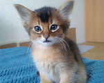 Кошки в Кубинке: Котенок сомали Девочка, 25 000 руб. - фото 2