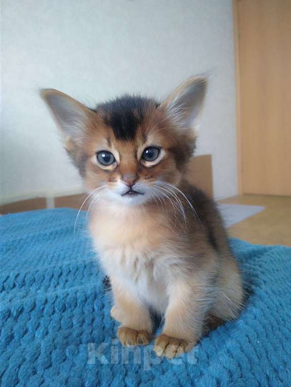 Кошки в Кубинке: Котенок сомали Девочка, 25 000 руб. - фото 2